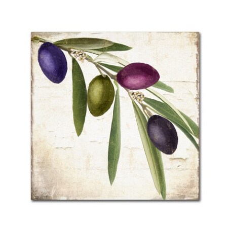 Color Bakery 'Olive Branch IV' Canvas Art,35x35